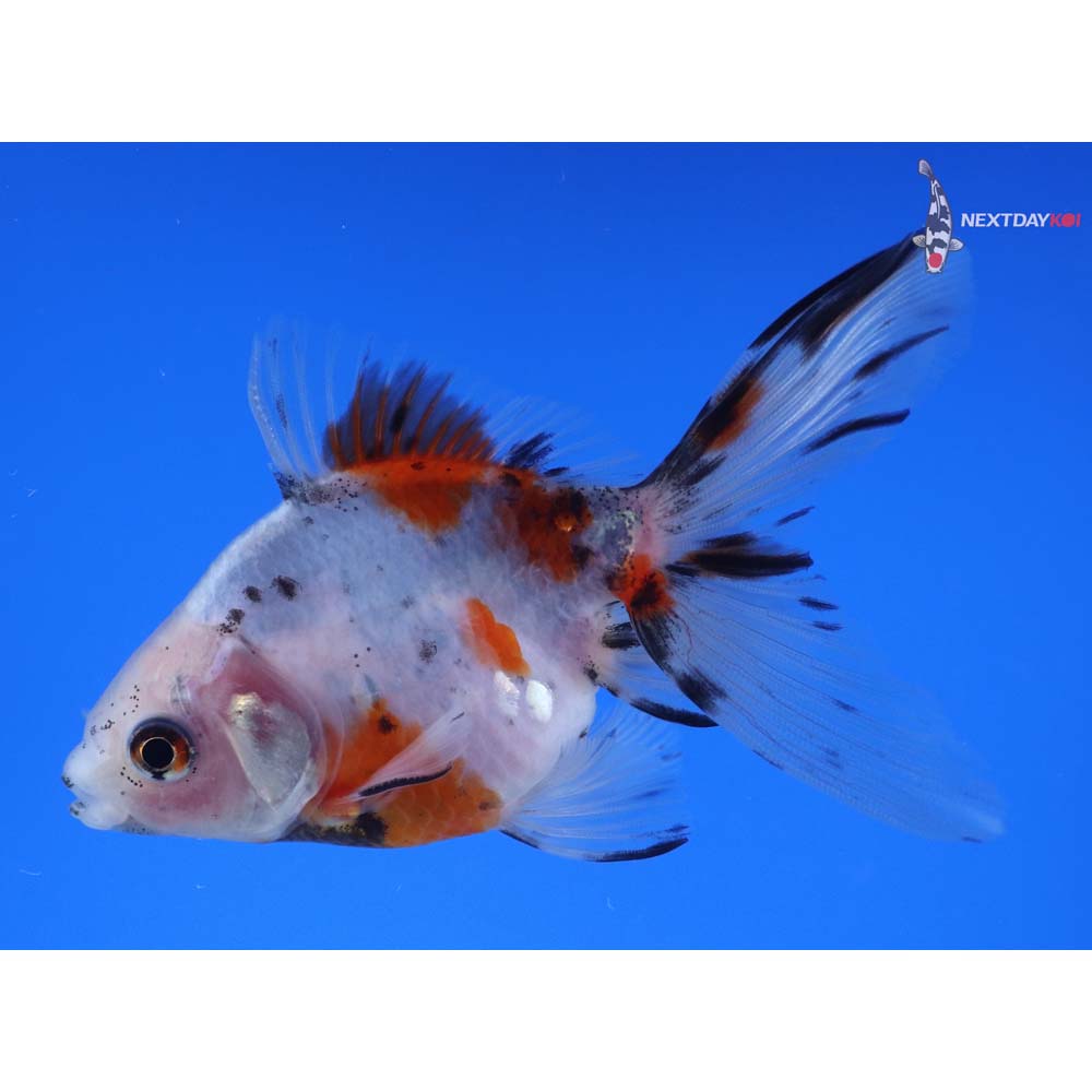 4” Imported Calico Ryukin