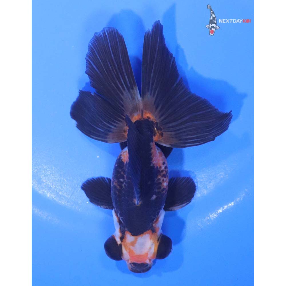 4” Imported Tri Color Telescope Fantail