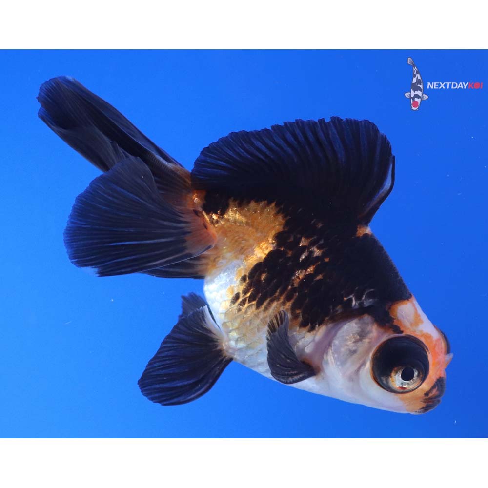 4” Imported Tri Color Telescope Fantail