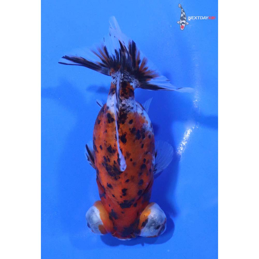 4” Imported Calico Telescope Fantail