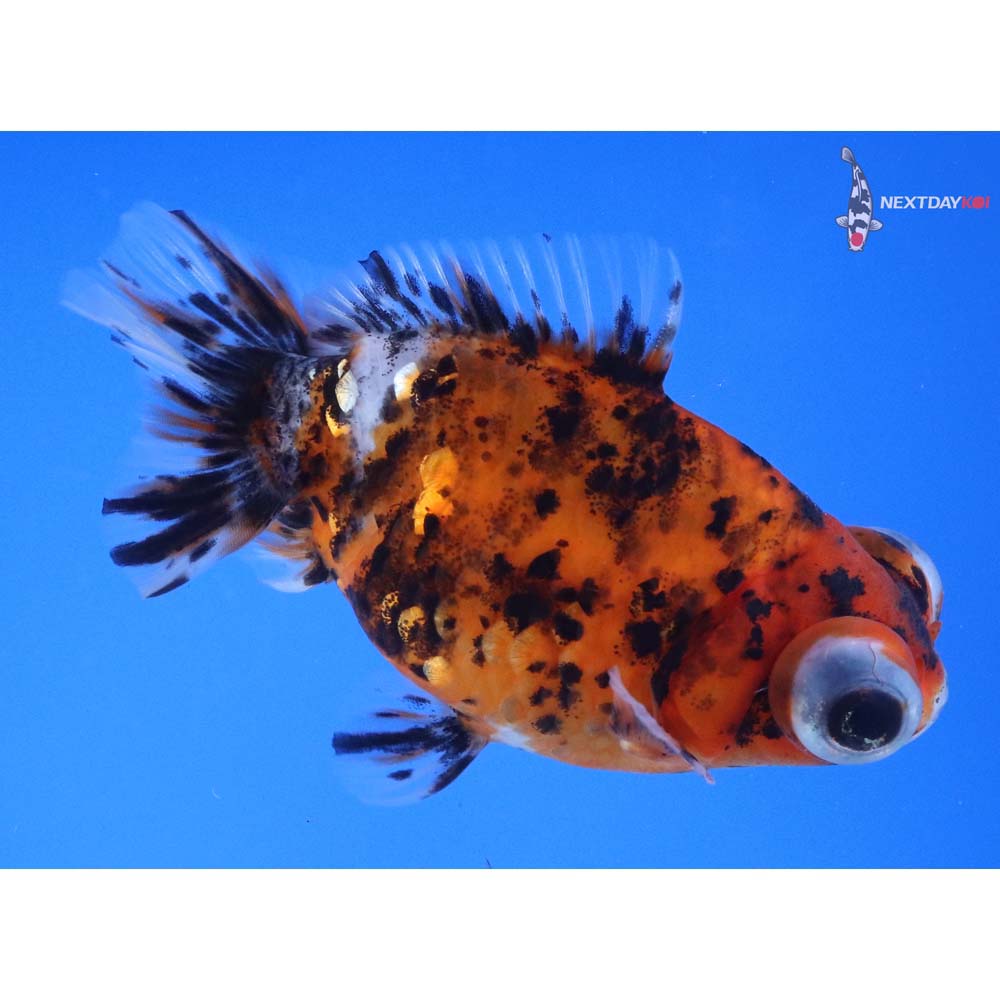 4” Imported Calico Telescope Fantail