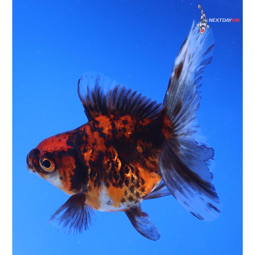 4.5” Imported Calico Ryukin