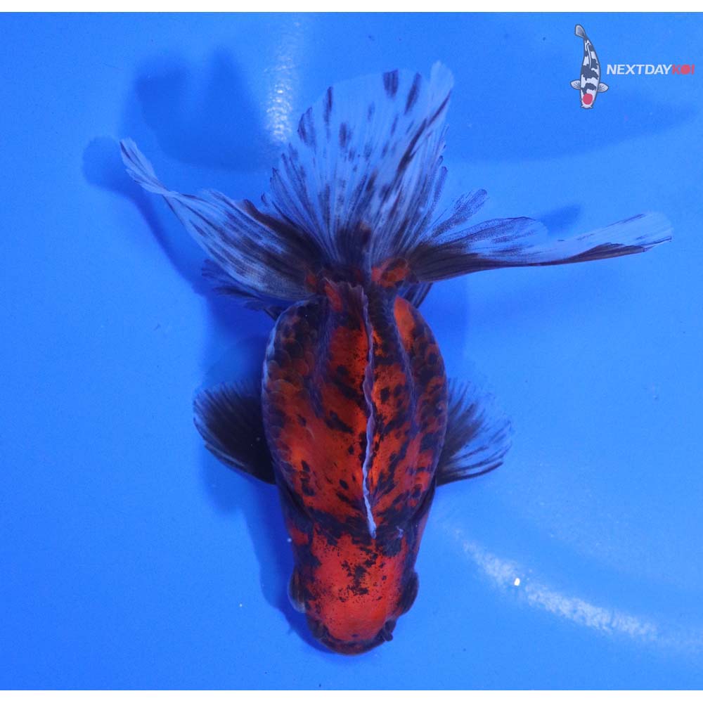 4.5” Imported Calico Ryukin
