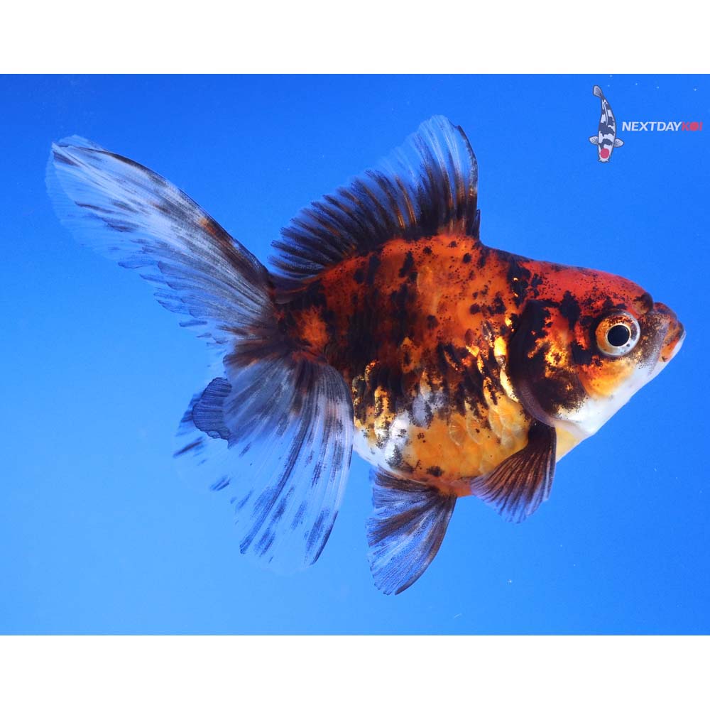 4.5” Imported Calico Ryukin