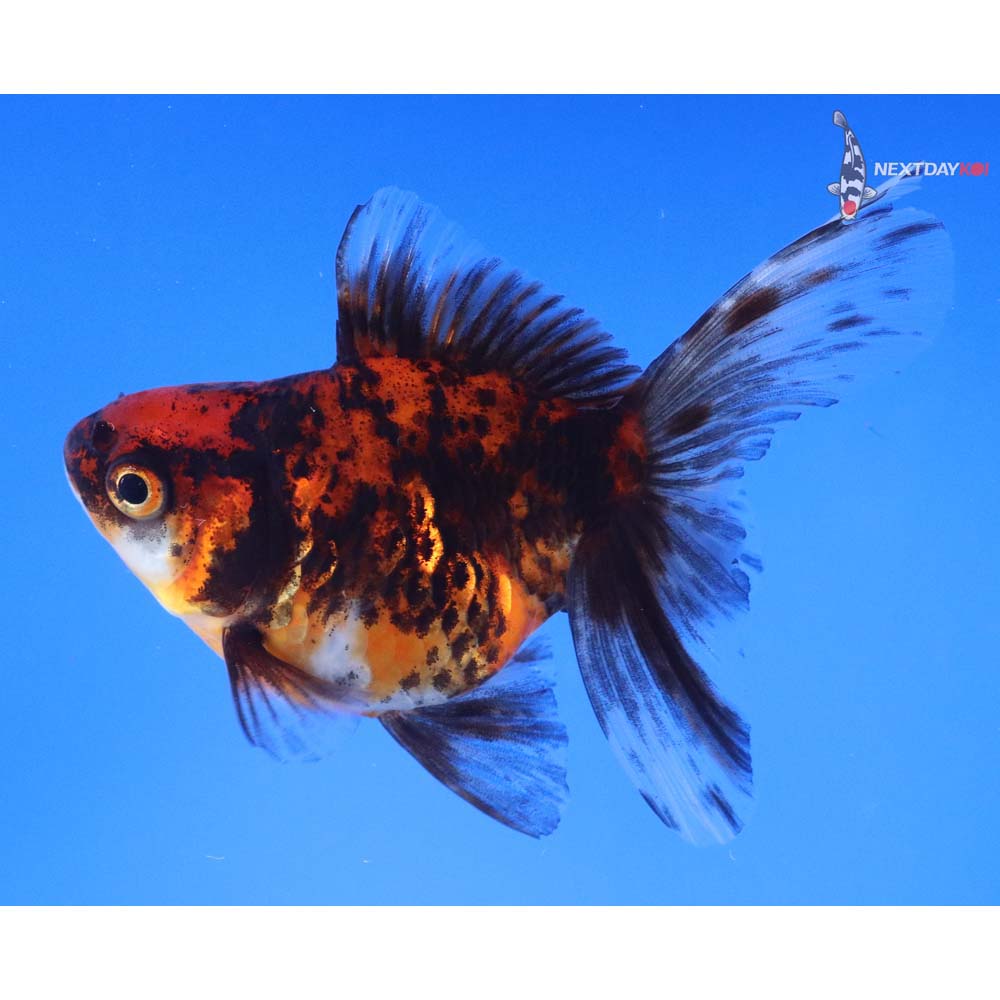 4.5” Imported Calico Ryukin