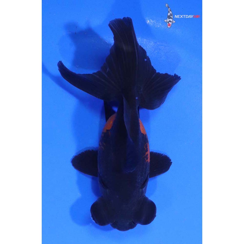 4.5” Imported Red and Black Telescope Fantail