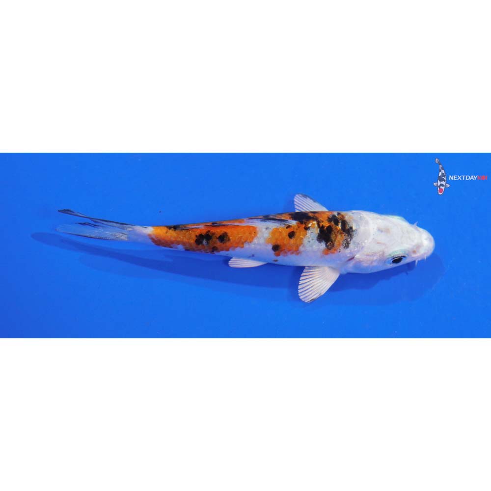 3” Imported Yamato Nishiki
