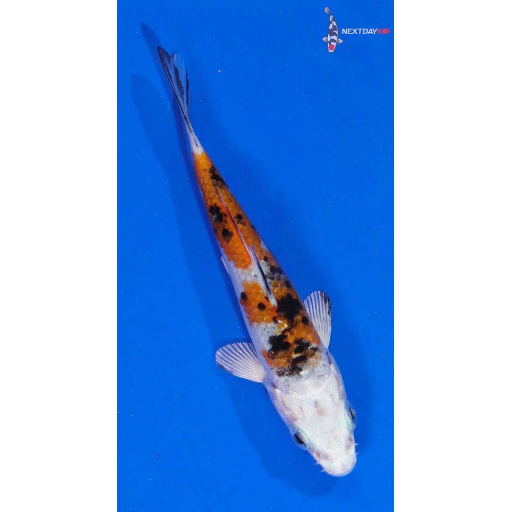 3” Imported Yamato Nishiki