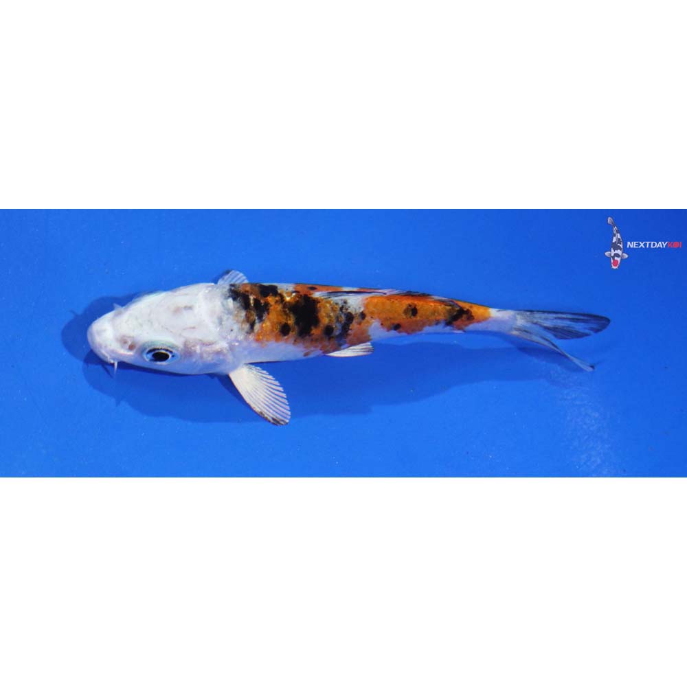 3” Imported Yamato Nishiki