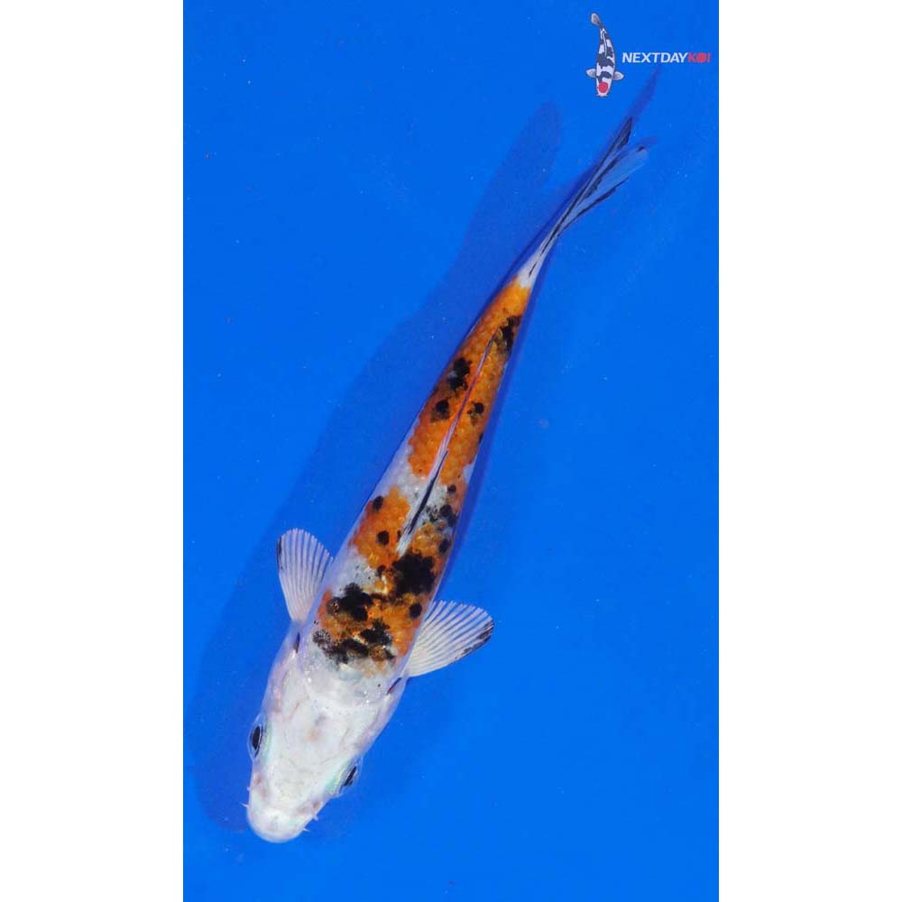 3” Imported Yamato Nishiki