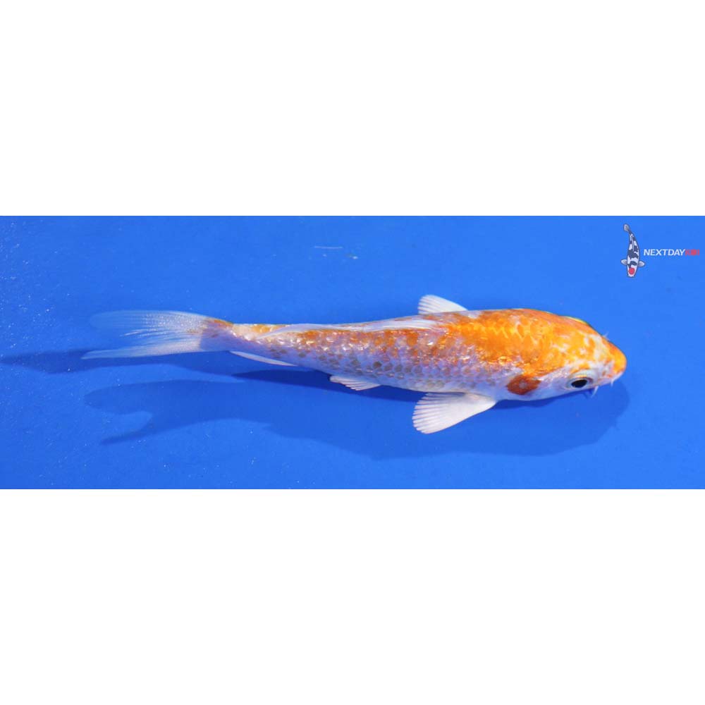 3” Imported Gin Rin Hariwake