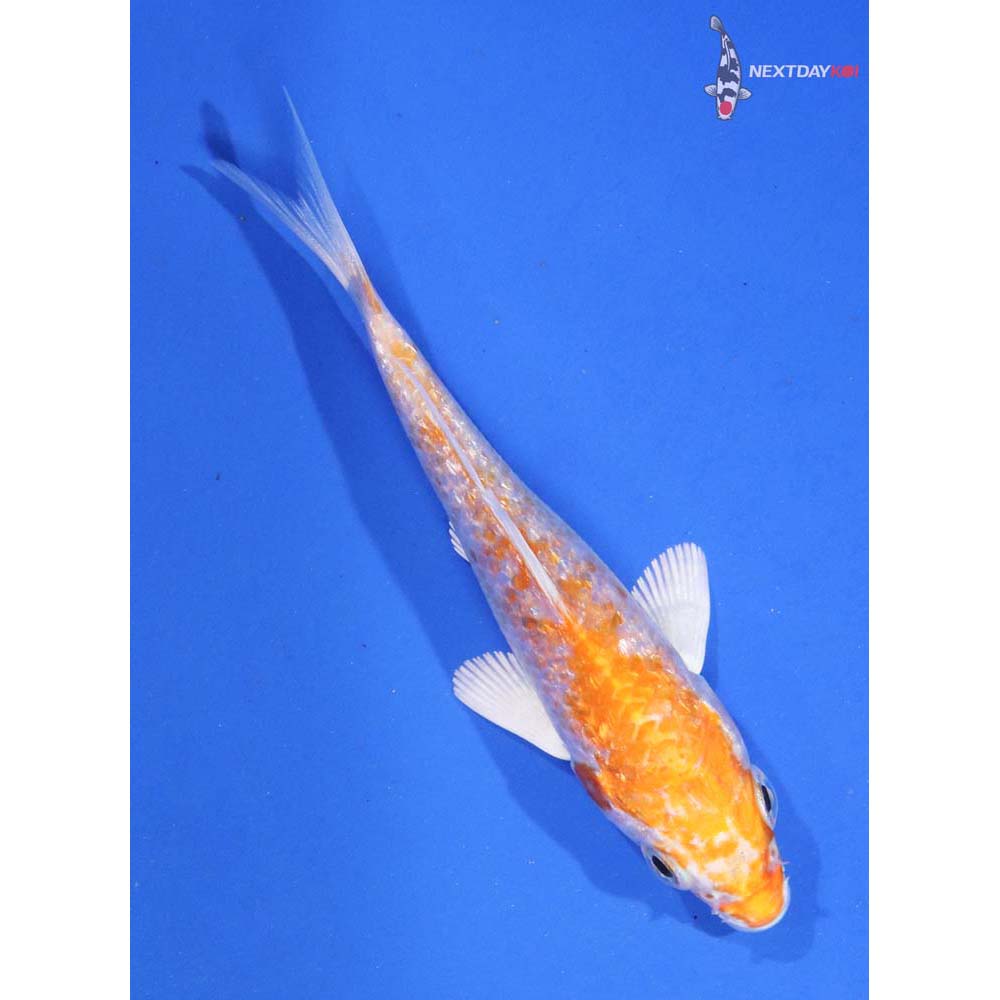 3” Imported Gin Rin Hariwake