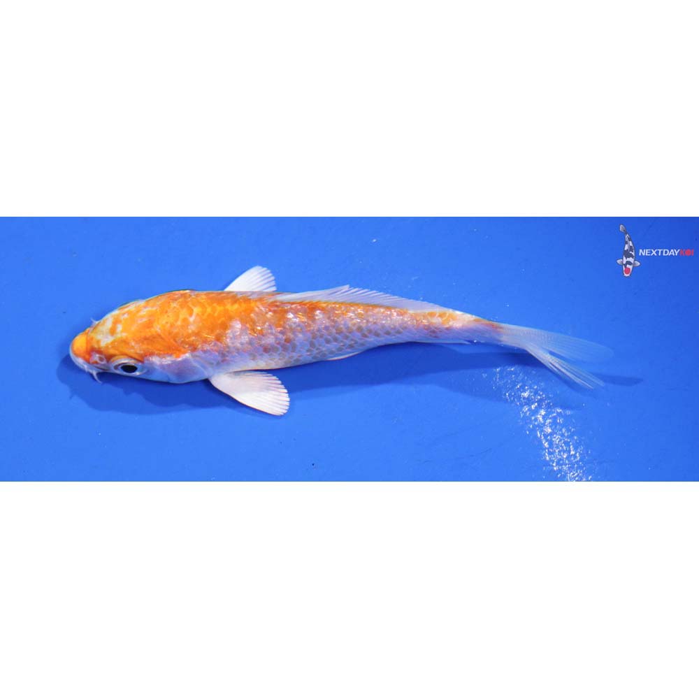 3” Imported Gin Rin Hariwake