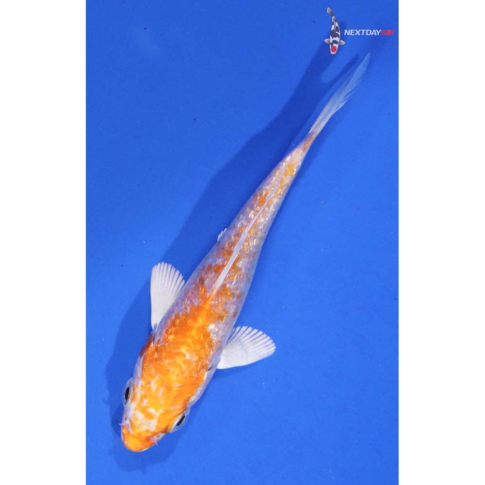 3” Imported Gin Rin Hariwake