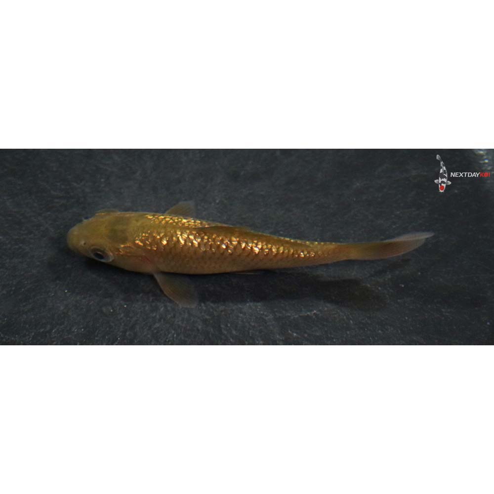3” Imported Gin Rin Chagoi