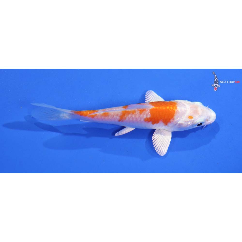 3.5” Imported Hariwake