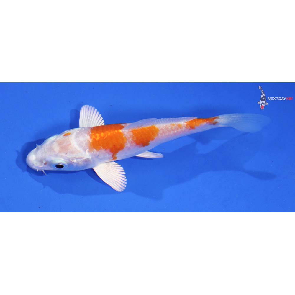 3.5” Imported Hariwake
