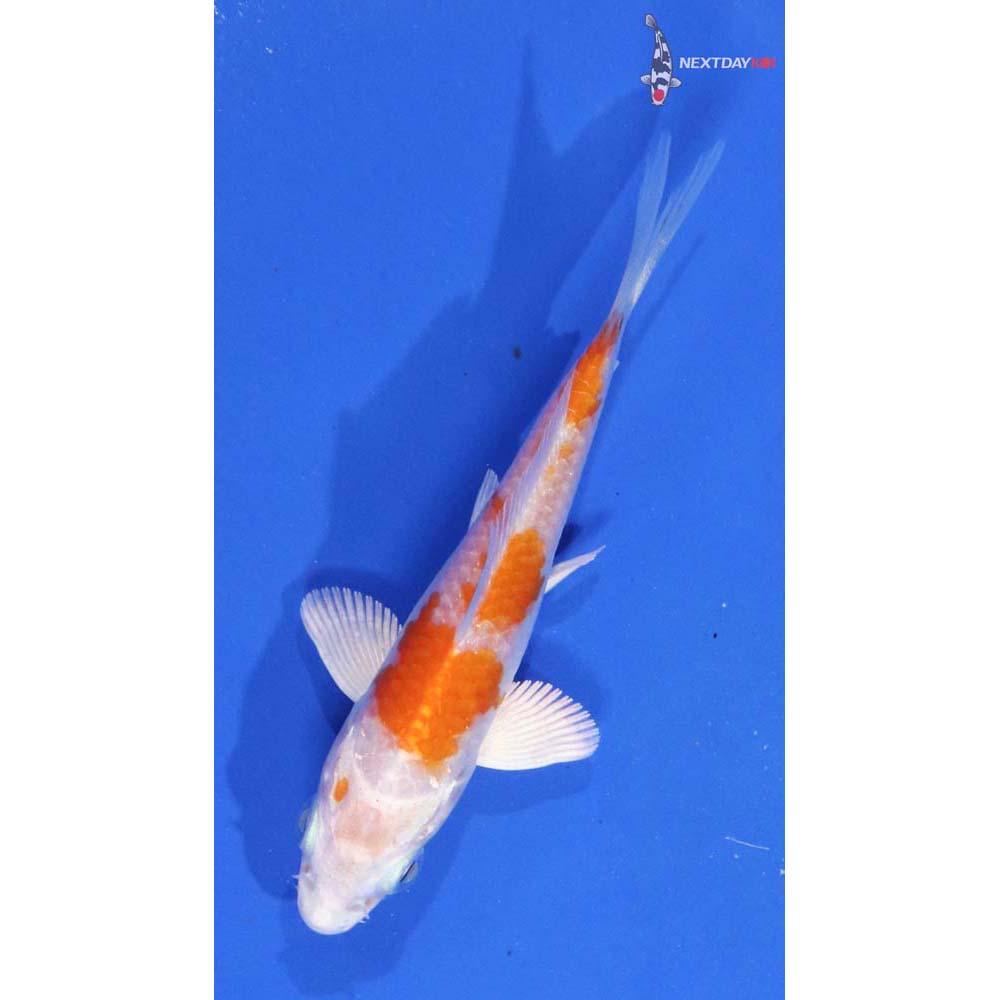 3.5” Imported Hariwake