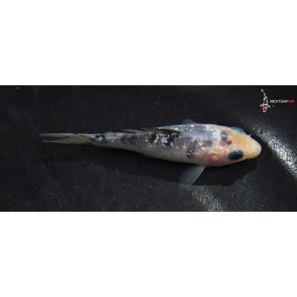 3” Imported Gin Rin Shiro Bekko