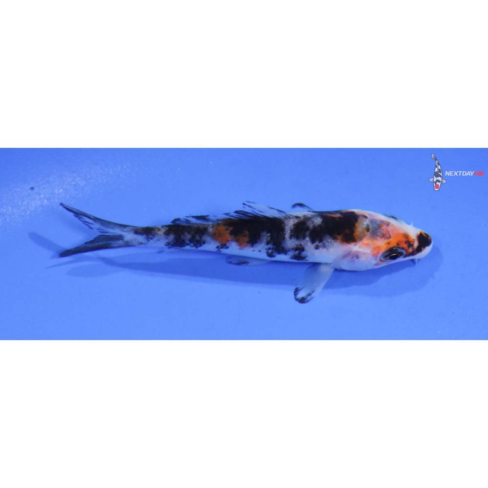 3.5” Imported Sanke