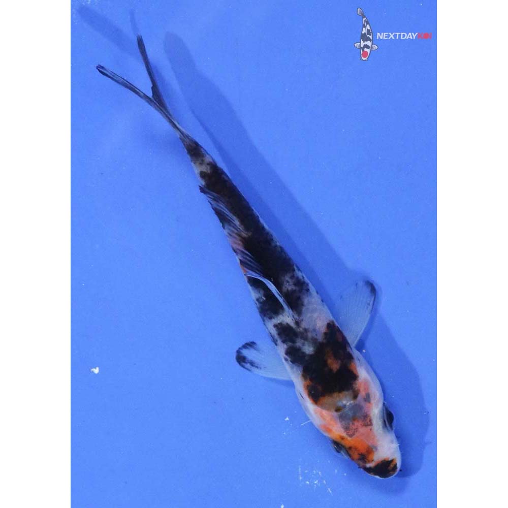 3.5” Imported Sanke