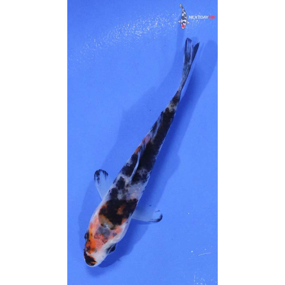 3.5” Imported Sanke