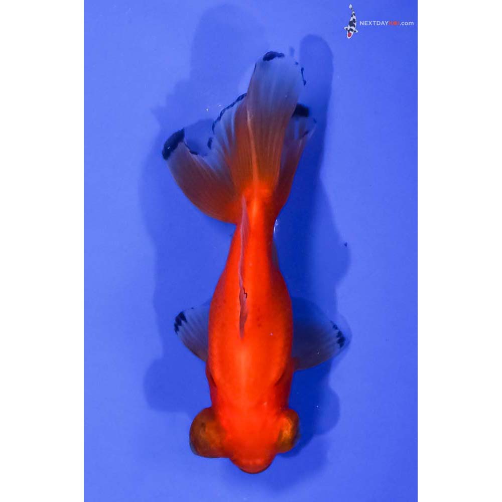 4” Imported Red Telescope Fantail