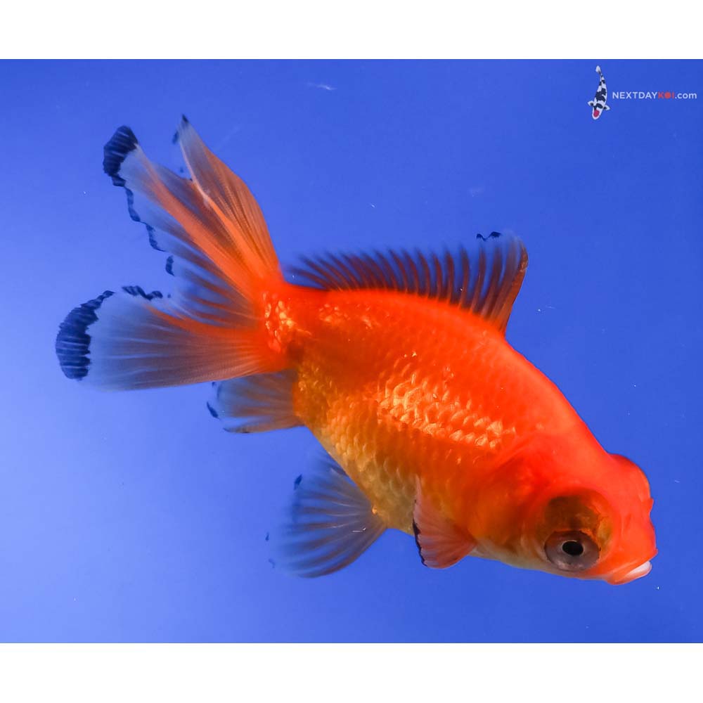 4” Imported Red Telescope Fantail