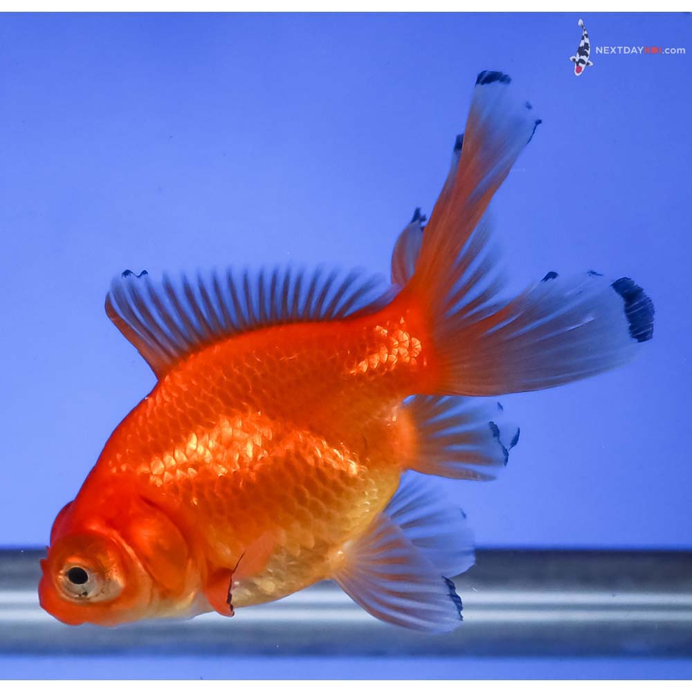 4” Imported Red Telescope Fantail