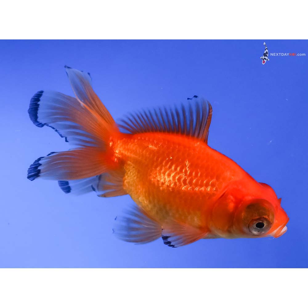 4” Imported Red Telescope Fantail