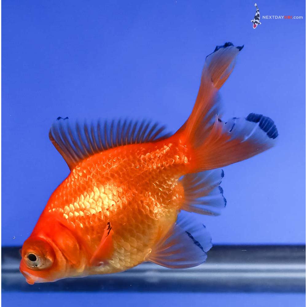 4” Imported Red Telescope Fantail