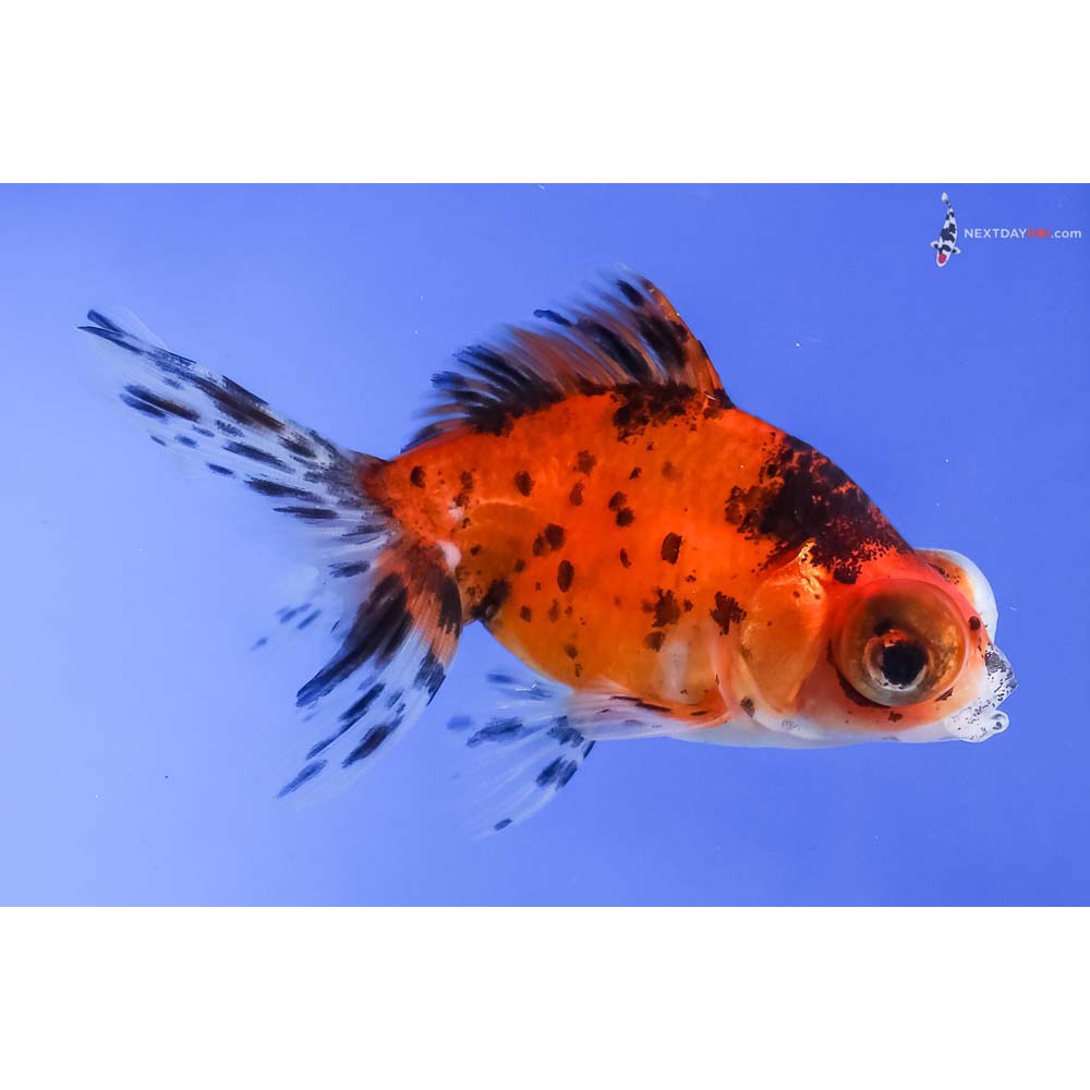 3.5” Imported Calico Telescope Fantail