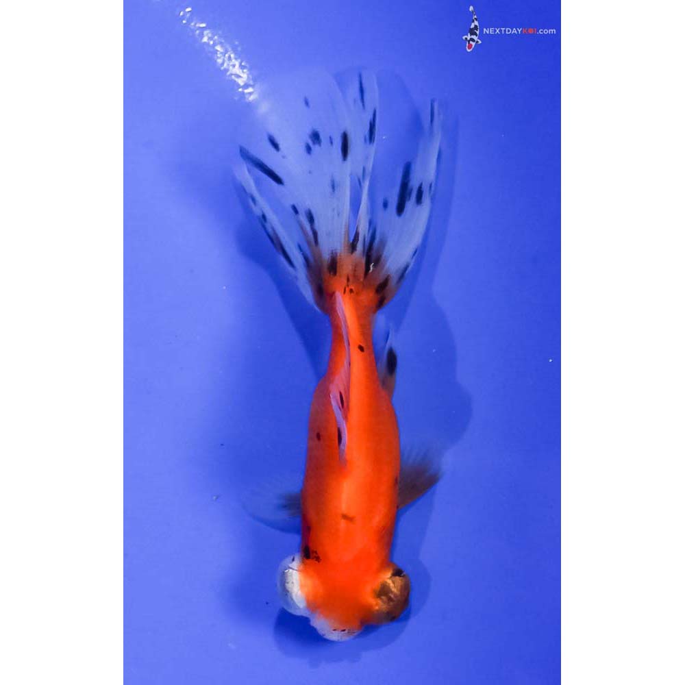 4.5” Imported Calico Telescope Fantail
