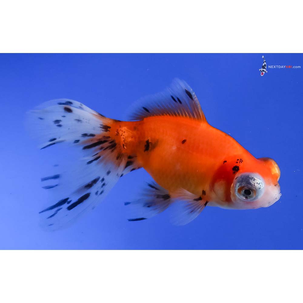 4.5” Imported Calico Telescope Fantail