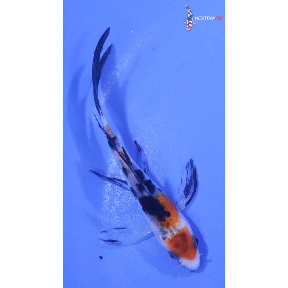 3” Imported Sanke Butterfly Koi