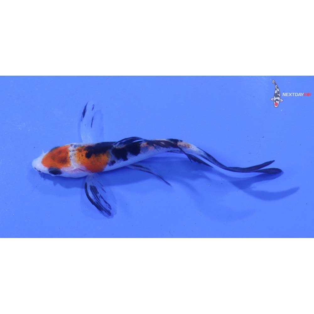 3” Imported Sanke Butterfly Koi