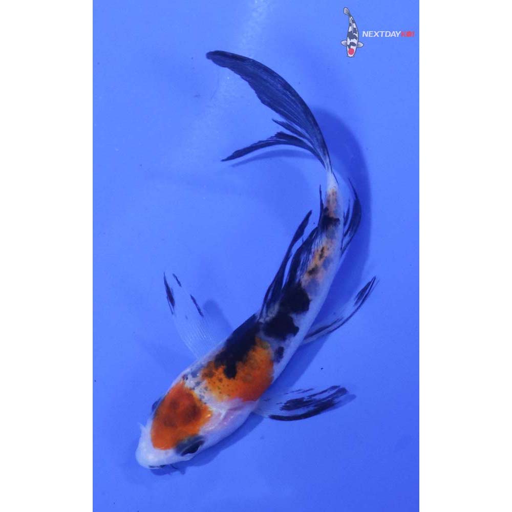 3” Imported Sanke Butterfly Koi