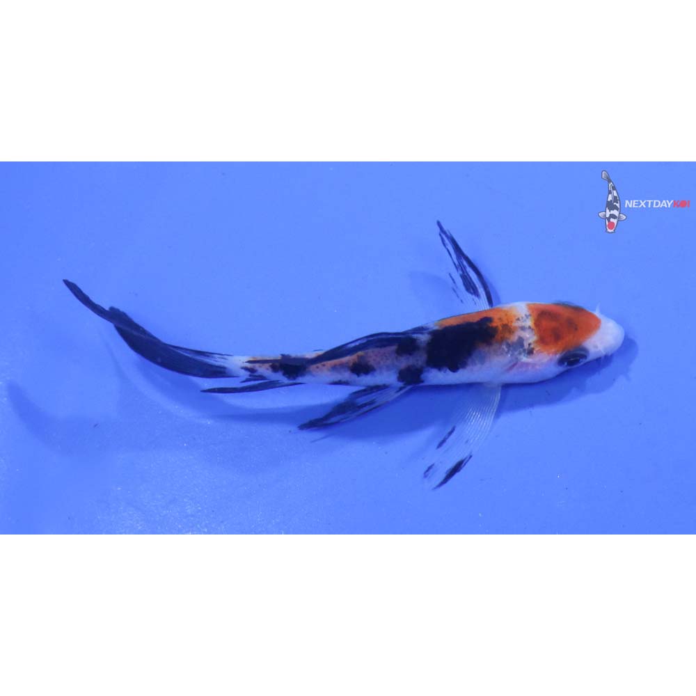 3” Imported Sanke Butterfly Koi