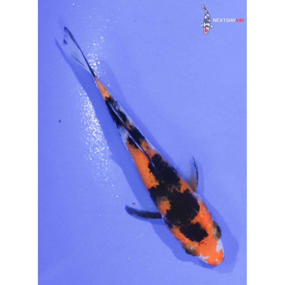 3” Imported Sanke