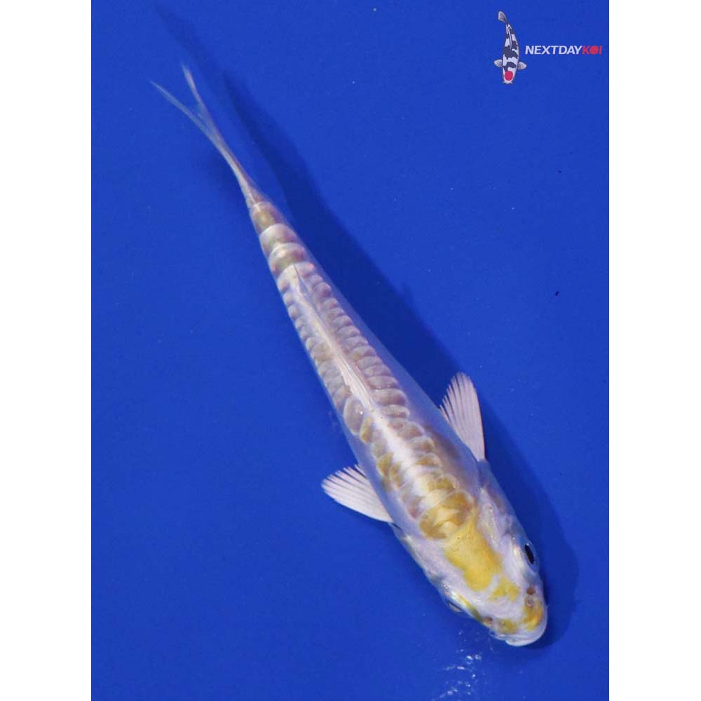 3.5” Imported Doitsu Lemon Hariwake - Image 5