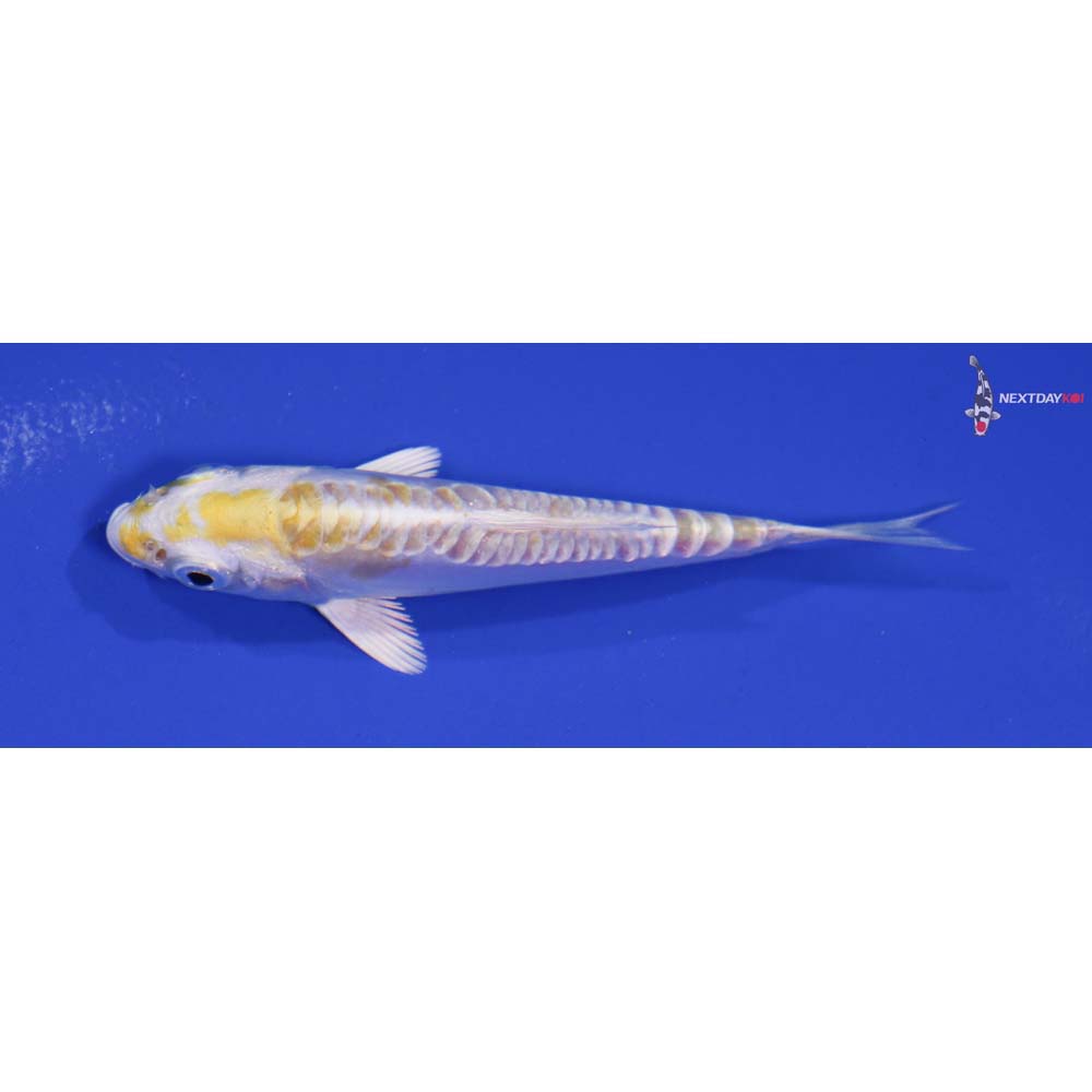 3.5” Imported Doitsu Lemon Hariwake - Image 4