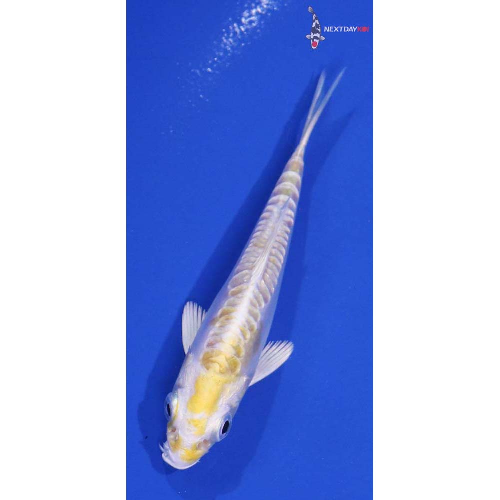 3.5” Imported Doitsu Lemon Hariwake - Image 3