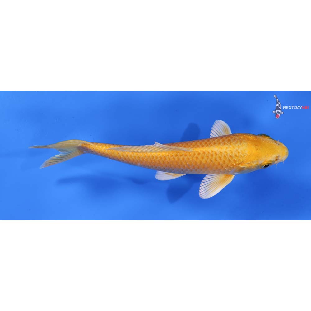 6” Imported Yamabuki Ogon