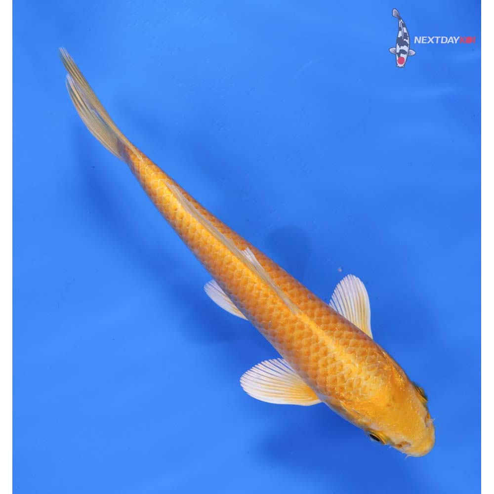 6” Imported Yamabuki Ogon