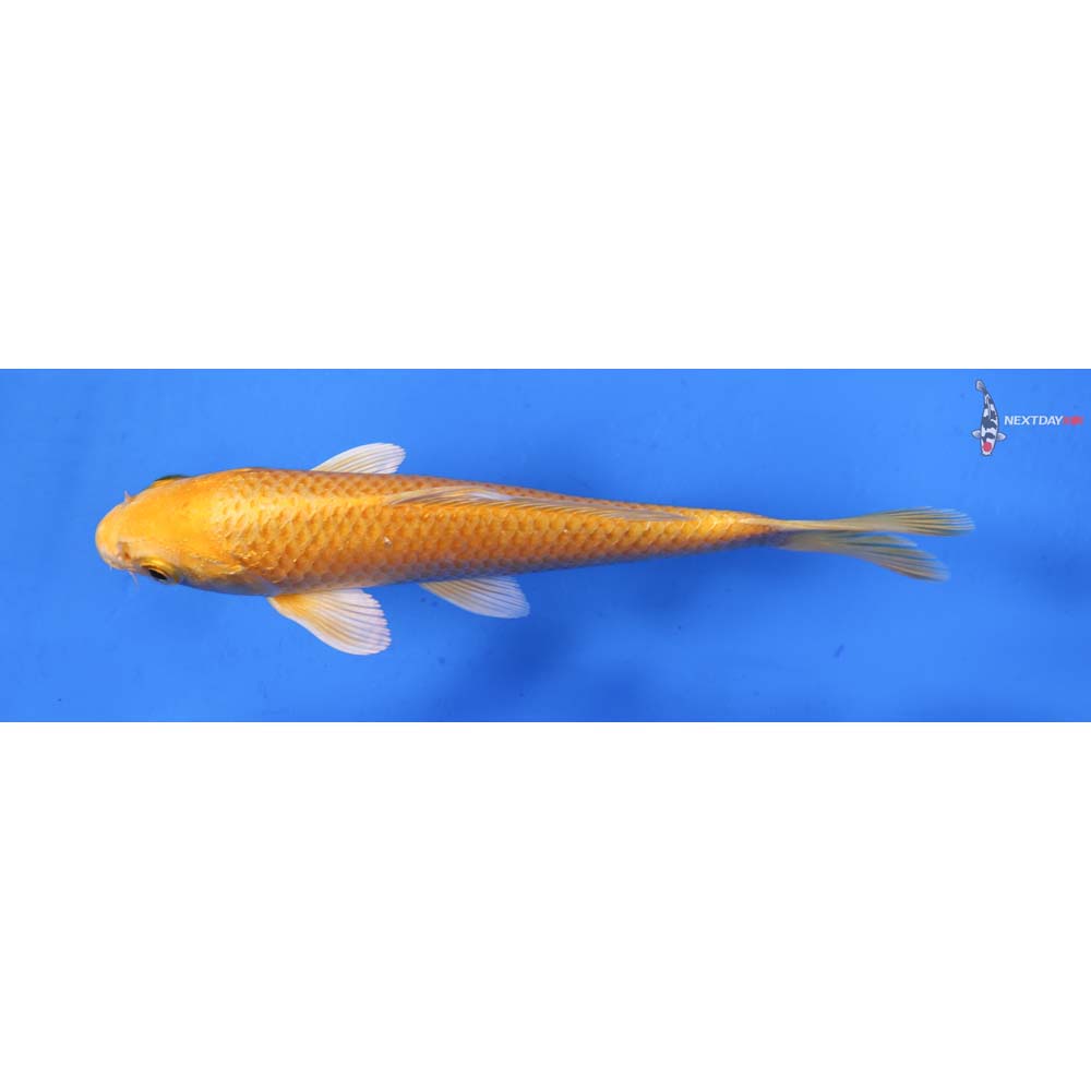 6” Imported Yamabuki Ogon