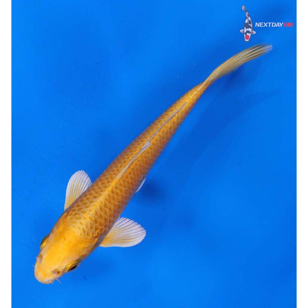 6” Imported Yamabuki Ogon