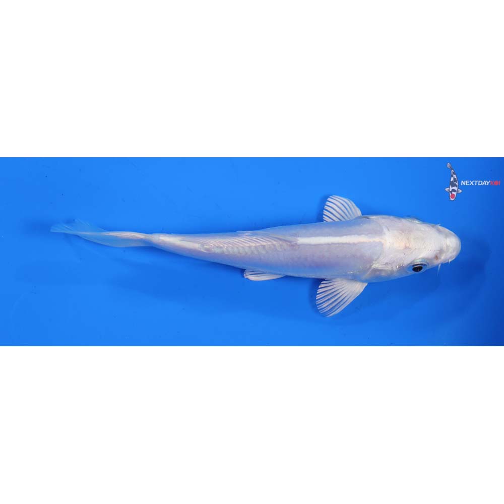 6” Imported Platinum Ogon