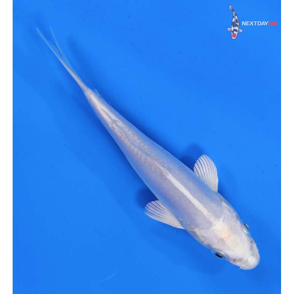 6” Imported Platinum Ogon