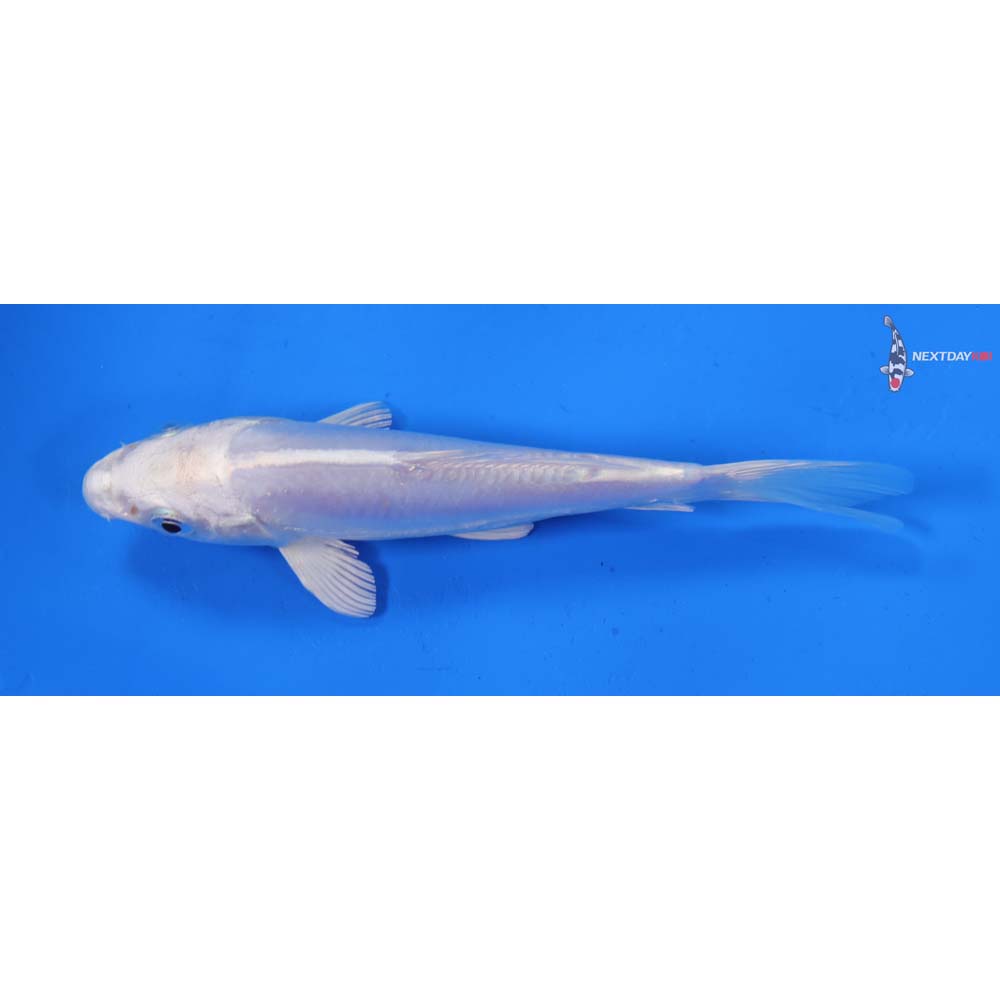 6” Imported Platinum Ogon