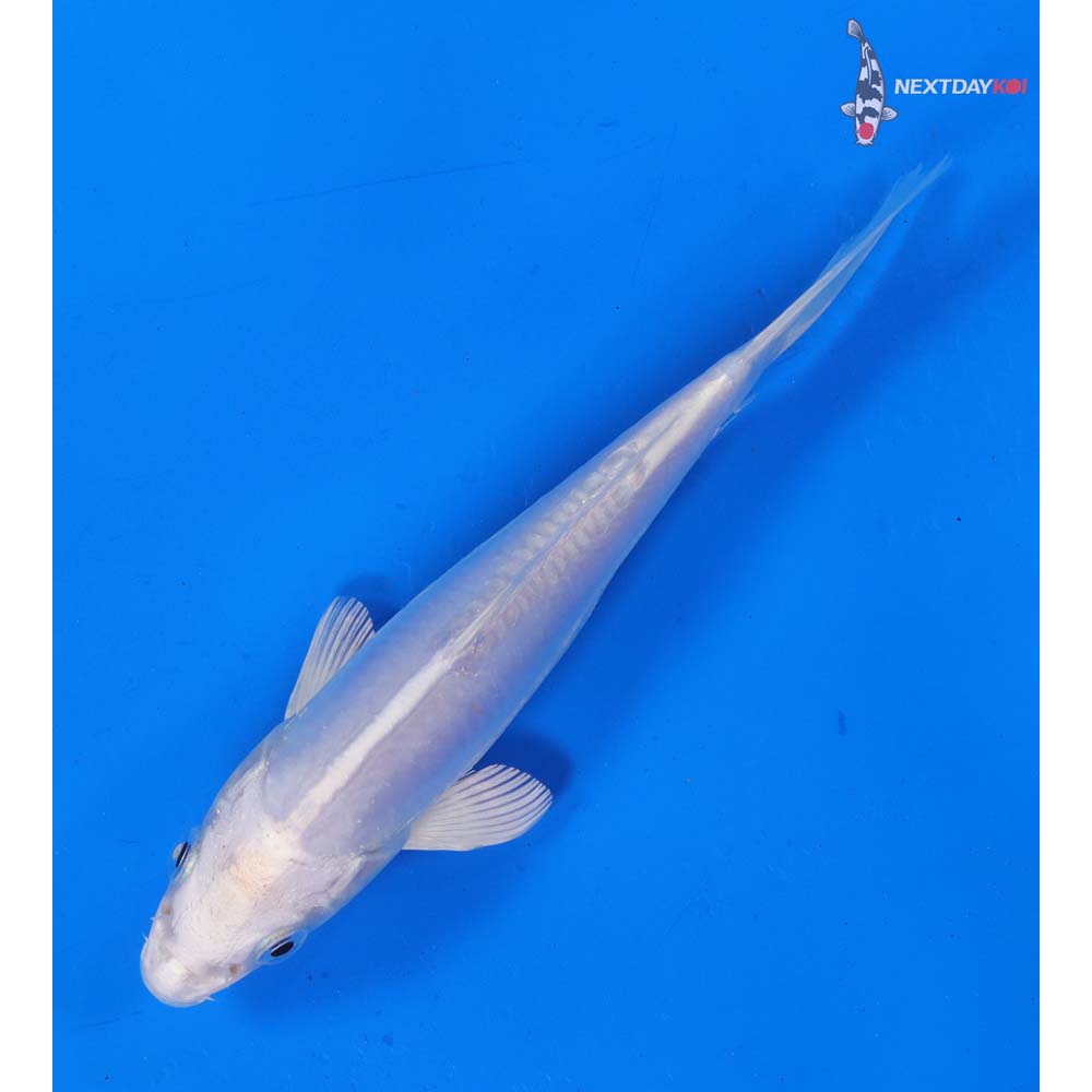 6” Imported Platinum Ogon